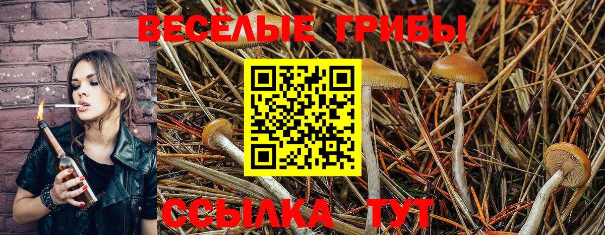 Псилоцибиновые грибы MAGIC MUSHROOMS  наркота  Сальск  Вход с VPN 